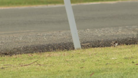 baby chick masked lapwing plover pecking foraging on grass, road in background