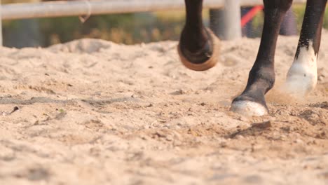 Detalle-De-Galope-De-Pie-De-Caballo-Corriendo-En-Cámara-Lenta-Y-Esparciendo-Arena