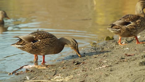 female mallard ducks waddling on shore of a lake in 4k slow motion