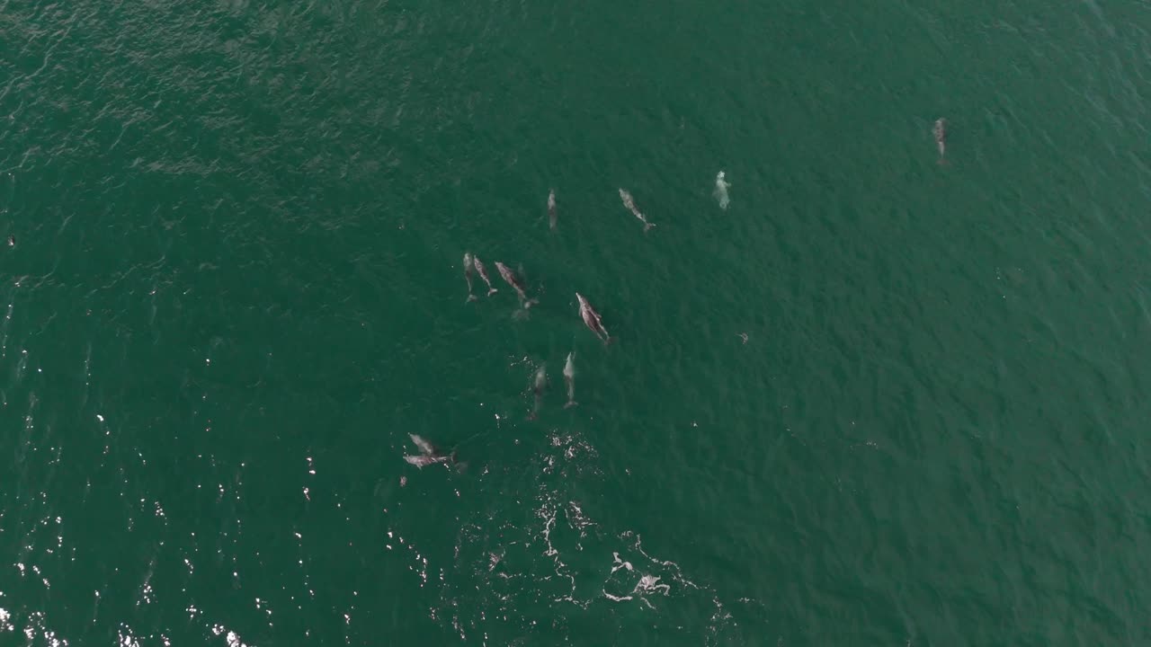 Pod of dolphins - Birds Eye view