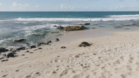 green sea turtle resting on sandy beach in