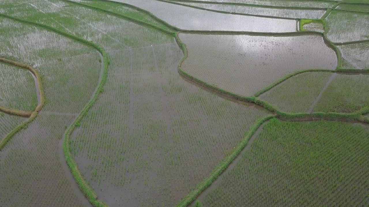 hermoso patrón de campo de arroz tomado por un dron