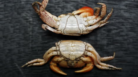 zoom in on two crab shells showing comparison between male anatomy of abdomens