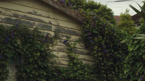 Climbing-plant-covering-a-wooden-house