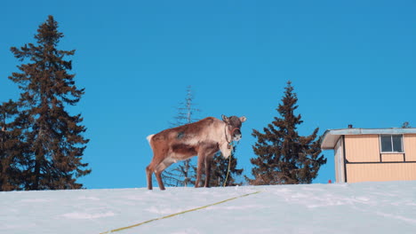 reindeer stand on a snowy meadow against the blue sky, near a small house