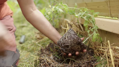 una planta de tomate es mojada y puesta en el suelo por una mujer india, suecia