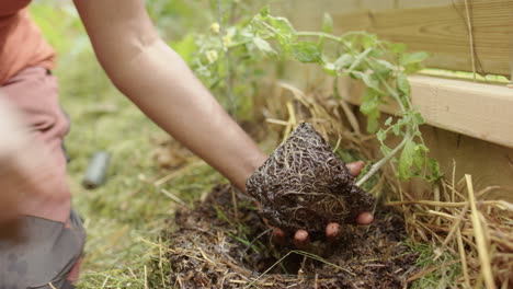 a tomato plant is wetted and put in the ground by an indian woman, sweden