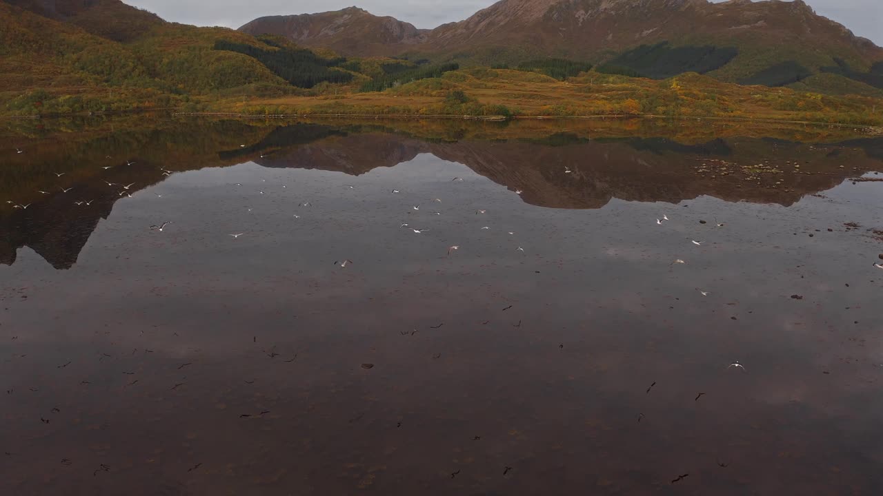 Serene aerial view of Vestarelen coastline with calm waters and birds flying