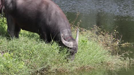 buffalo eats grass near calm water