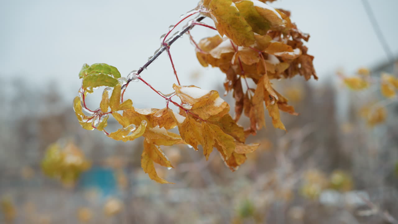 얼음과 눈으로 인 활기찬 노란색 잎의 클로즈업, 무게 아래 떨어지는 가지, 흐릿한 눈이 인 배경, 가을의 잔재에 대한 겨울의 손잡이를 신호