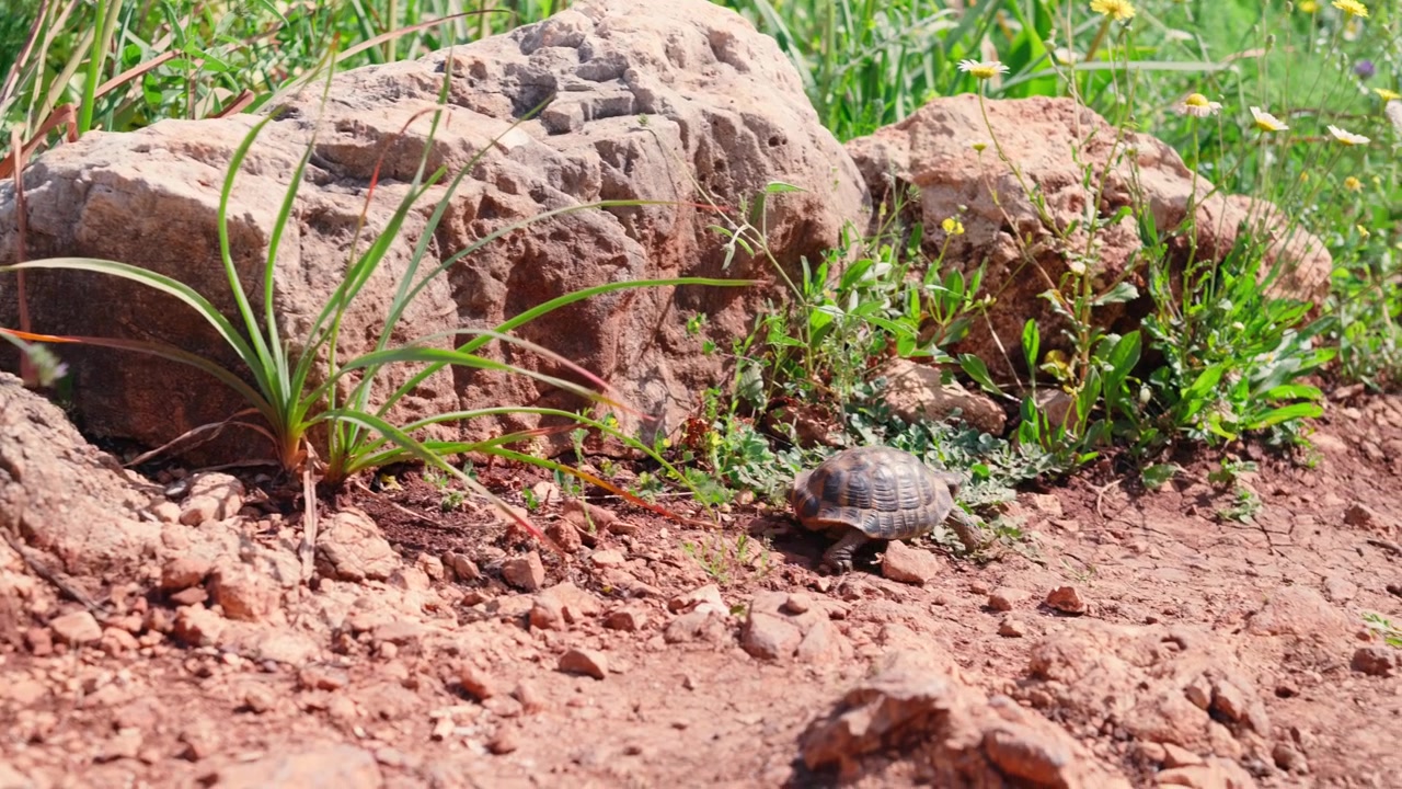 A tortoise makes its way across rocky, flower-dotted ground beside large boulders in the Sicilian countryside, suited for nature and wildlife footage.