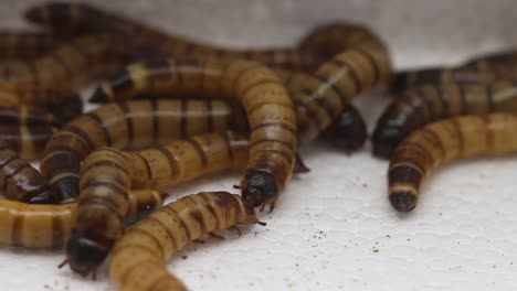 Closeup-of-Giant-Mealworms,-larvae-of-the-Zophobas-Beetle,-zophobas-morio