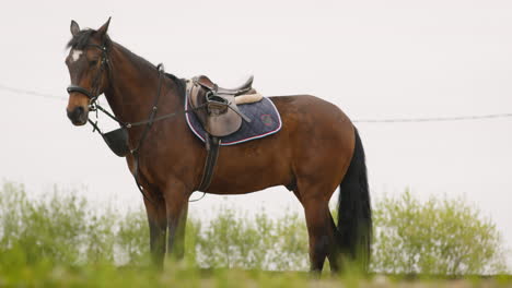 retrato de un caballo marrón