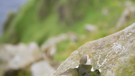 ein papageientaucher verscheucht einen anderen auf einer klippe in norwegen, nahaufnahme, zeitlupe