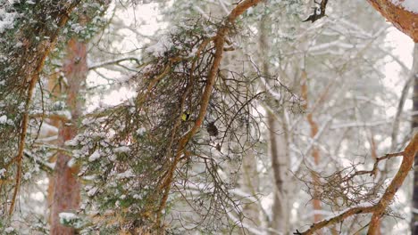 Pequeño-Pájaro-Carbonero-En-Una-Rama-De-Pino-En-Invierno-Nevado