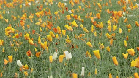 beautiful yellow and orange flowers in a open field in japan swaying in breeze