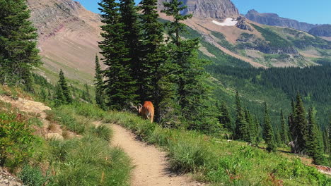 closed shot of the deer grazing in the alpine valley in the logan pass highline trail