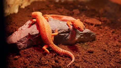 two leopard geckos on a rock