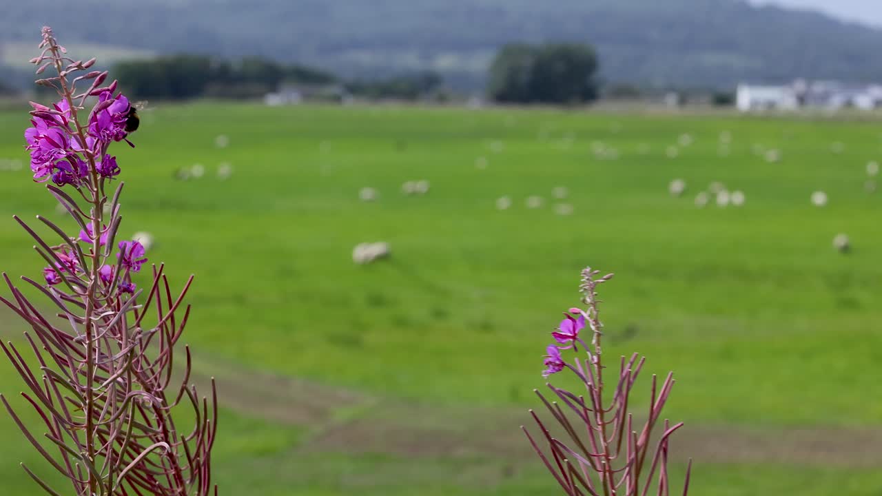 배경 에 양 들 이 먹이를 먹고 있는 불꽃