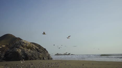 sea birds flying in slow motion on a beach in the sky and over sand