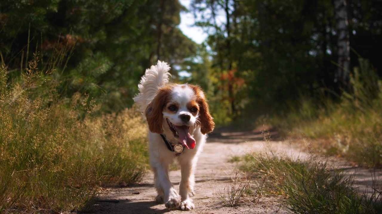 Petit chien blanc et marron joyeux trottinant le long d'un chemin de terre forestier, la langue pendante. Ralenti