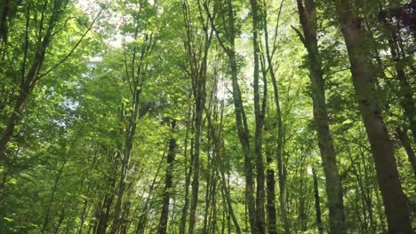 tourists walking in wood. friends study way on map while traveling. summer forest