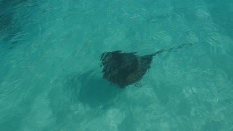 stingray swimming in a clear lagoon french polynesia.