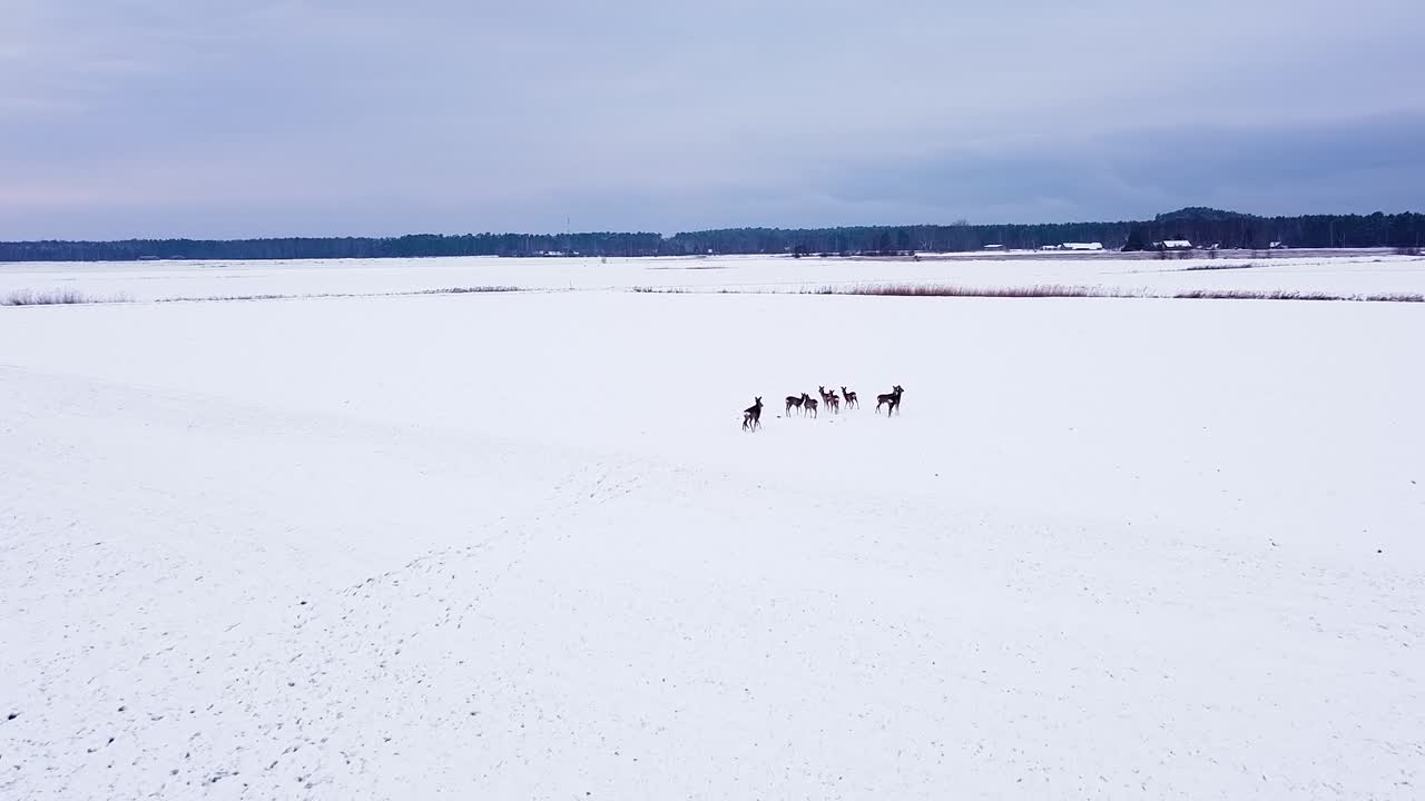 Vista aérea de olho de pássaro de um grupo de corços europeus em um campo agrícola coberto de neve em um dia de inverno nublado, com tomada de drone em grande angular avançando