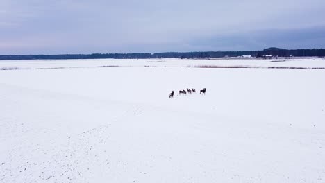 Luftaufnahme-Einer-Europäischen-Rehgruppe-Aus-Der-Vogelperspektive,-Die-An-Einem-Bewölkten-Wintertag-Auf-Einem-Schneebedeckten-Landwirtschaftlichen-Feld-Steht,-Weitwinkel-Drohnenaufnahme,-Die-Sich-Vorwärts-Bewegt