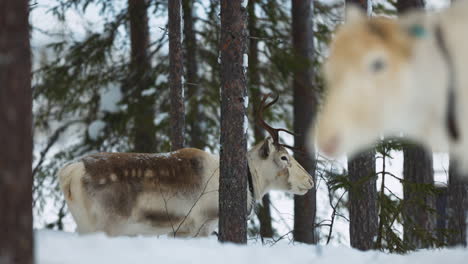 Norbotten-Rentierherde,-Die-In-Verschneiten-Schwedischen-Wäldern-In-Lappländischen-Wäldern-Weidet