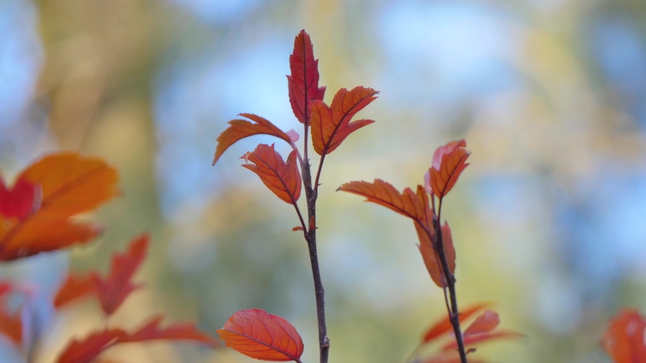 Autumn leaves sprouting on a tree