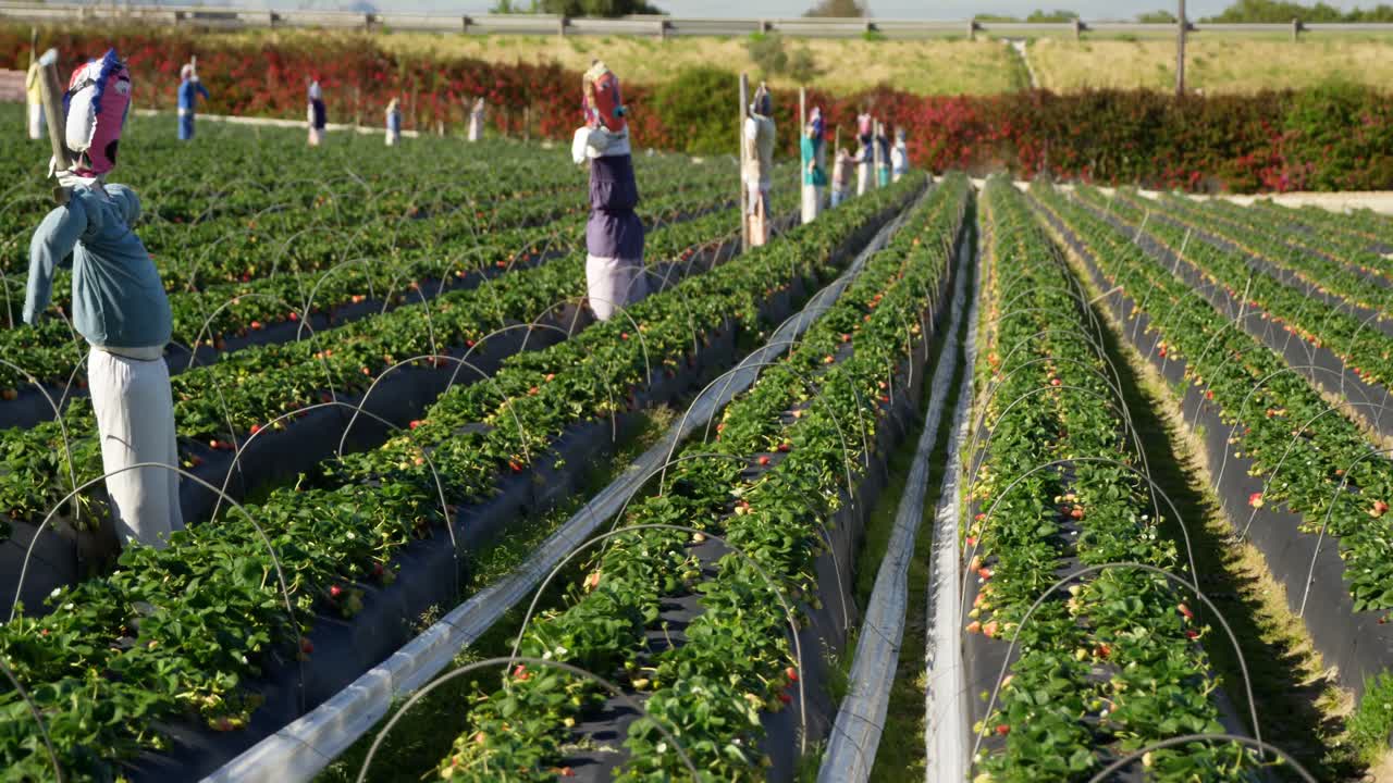 granja de fresas en un día soleado 4k
