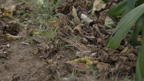 Primer-Plano-De-Hojas-Muertas-En-Un-Jardín-Descuidado