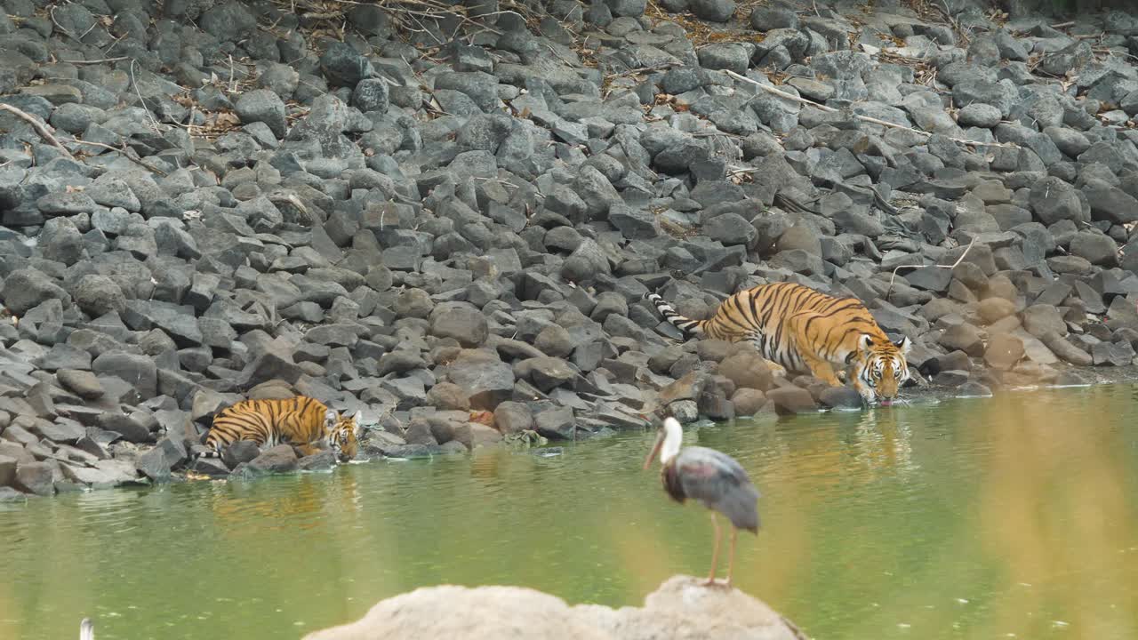 황새가 노는 동안 엄마 호랑이와 그녀의 새끼는 정글 호수에서 물을 마신다