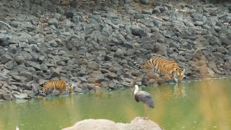 Tigermutter-Und-Ihr-Junges-Trinken-Wasser-Am-Dschungelsee,-Während-Störche-Spielen