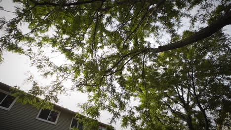 beautiful tree towering outside of a home