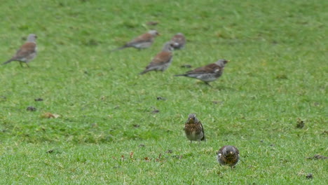 un grupo de fieldfares alimentándose de un campo de montaña, en el norte de pennines county durham, reino unido