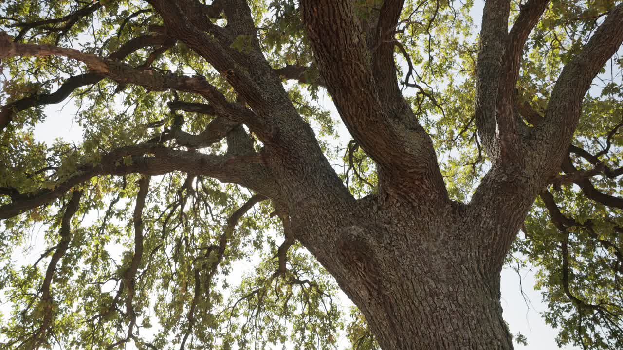 Peeking Sunlight Behind Tree Branches During Sunrise