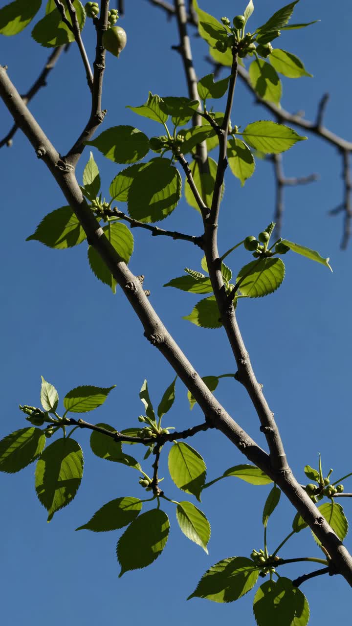 Vídeo em ângulo baixo de galhos de árvores com folhas verdes contra um céu azul claro, capturando uma atmosfera serena