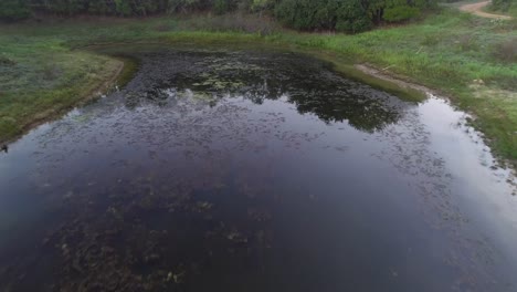 Aerial-video-flying-over-a-pond-with-moss