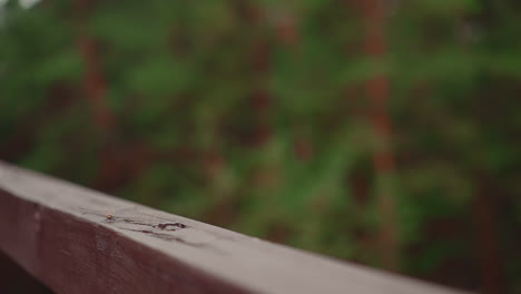 tiny dragonfly lands onto wooden railing in spring park