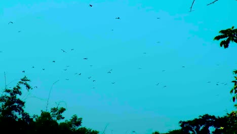 bandada de pájaros volando contra el cielo al anochecer, siluetados por árboles