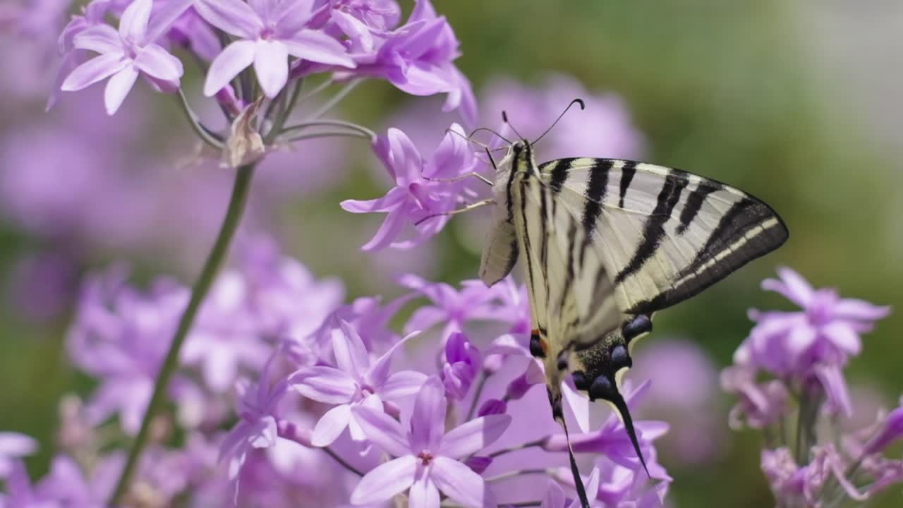 Primo piano della farfalla sui fiori di lillà.