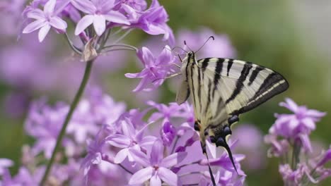 Nahaufnahme-Des-Schmetterlings-Auf-Den-Lila-Blüten