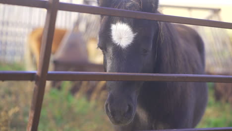 pony staring through pen on farm