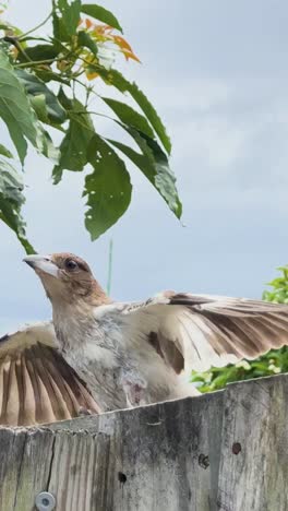 pájaro posado y aleteando en una valla