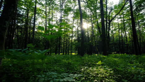 beautiful trees in the forest