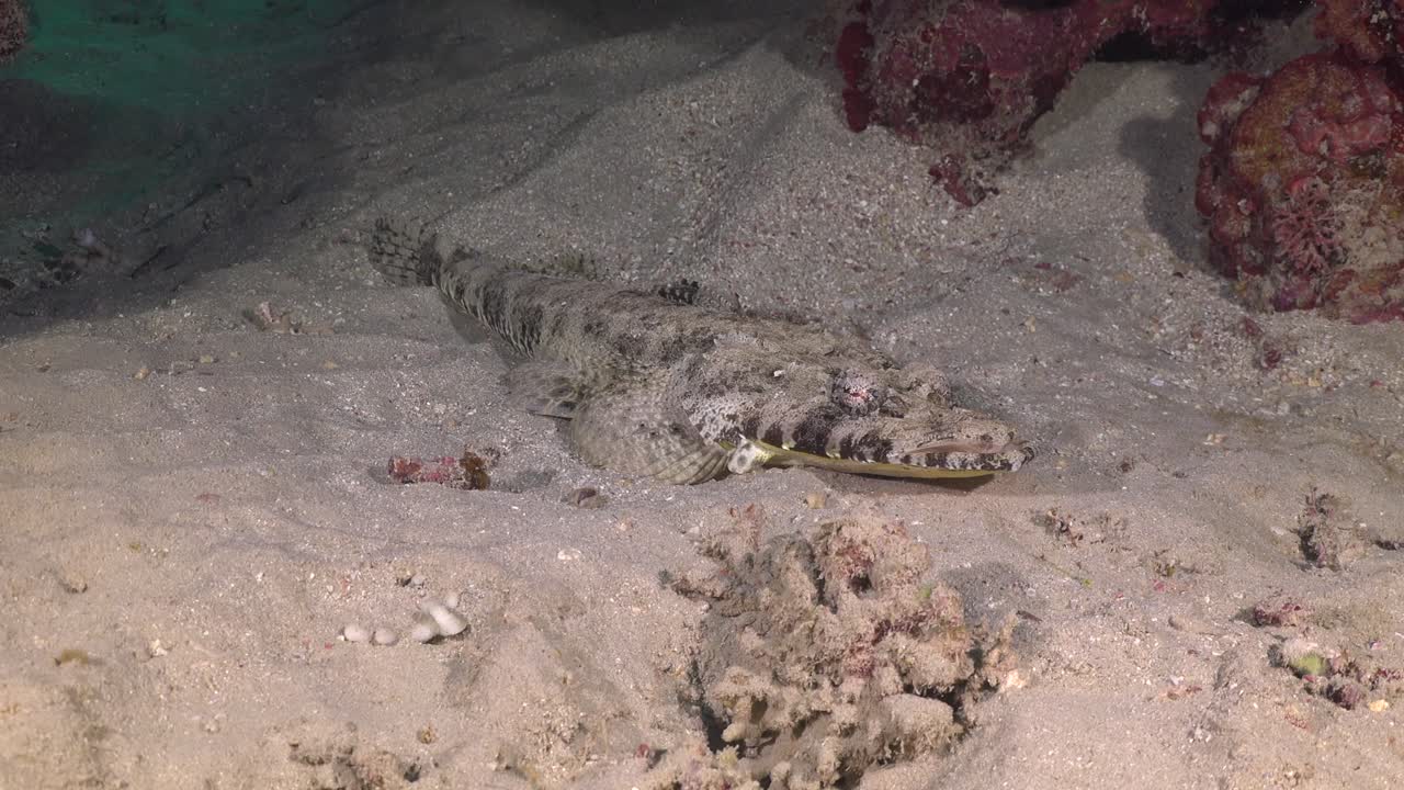 ⁇ 은 바다의 모래 위에 누워 있는 평면 머리 물고기 광각 촬영