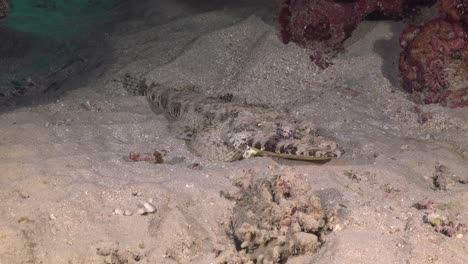 Flathead-fish-lying-on-sand-in-the-Red-Sea-wide-angle-shot