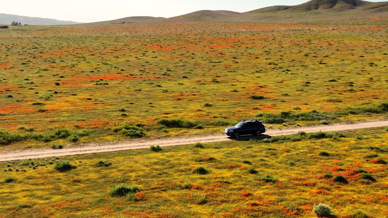 밝은 색 ⁇ 의 포피 필드 시골 도로를 가로질러 운전하는 suv 차량을 따르는 공중 뷰